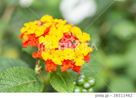 ランタナ 26511462