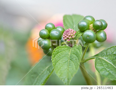 ランタナ 26511463