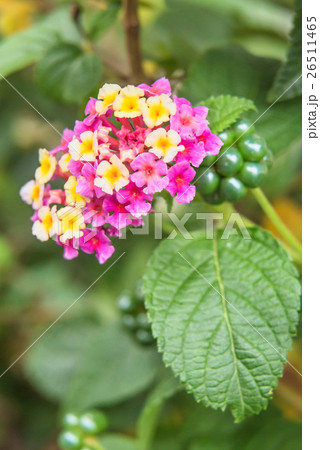 ランタナ ランタナ 26511465