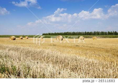cereal harvest, summer 26511683