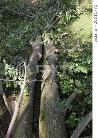 destroyed a tree, close-up 26511771