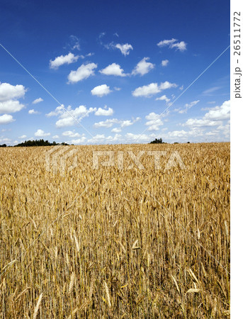 agricultural field agricultural field 26511772