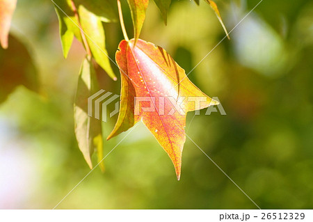 トウカエデ紅葉の写真素材