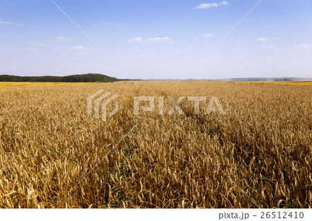 agricultural field of cereals agricultural field of cereals 26512410