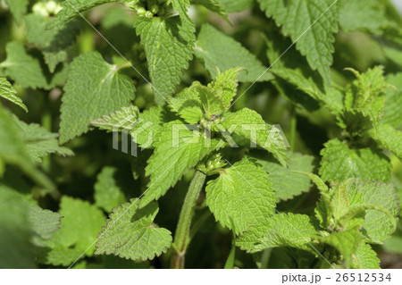 Young green nettle Young green nettle 26512534