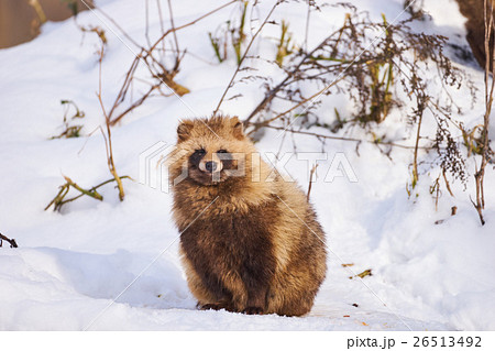 雪の上のエゾタヌキ 26513492