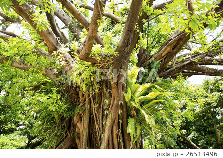 アカギの大木 26513496