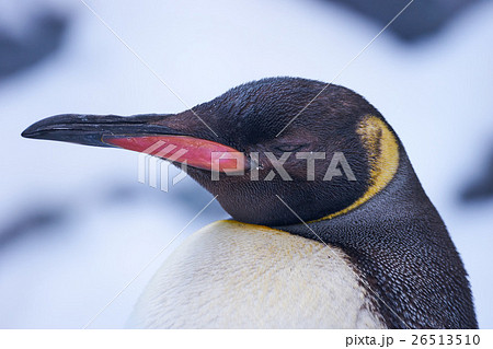 キングペンギンの顔の写真素材