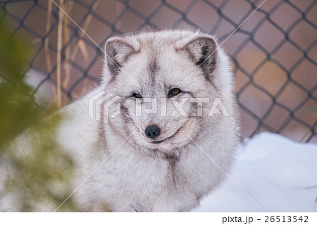 笑っているようなホッキョクギツネの写真素材