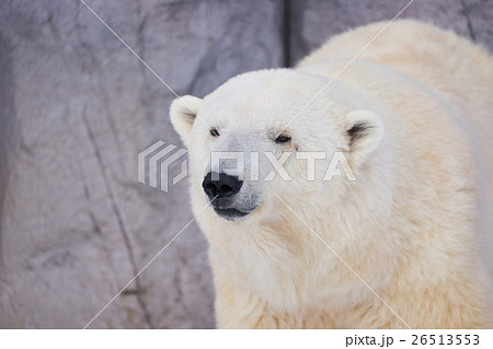 シロクマ様確認用 （5/15更新】ホッキョクグマの親子を公開いたします  