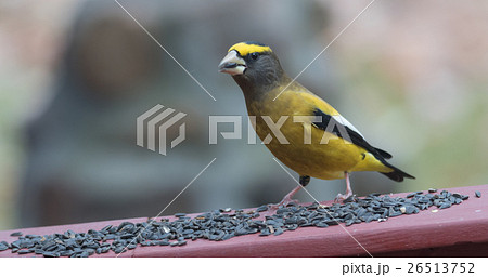 Evening Grosbeak on a deck having a seed lunch 26513752