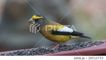 Evening Grosbeak on a deck having a seed lunch 26513753