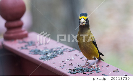 Evening Grosbeak on a deck having a seed lunch 26513759