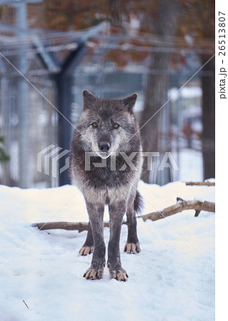 雪の上のシンリンオオカミの写真素材