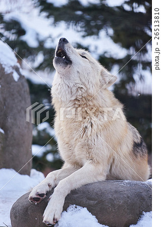 シンリンオオカミの遠吠えの写真素材