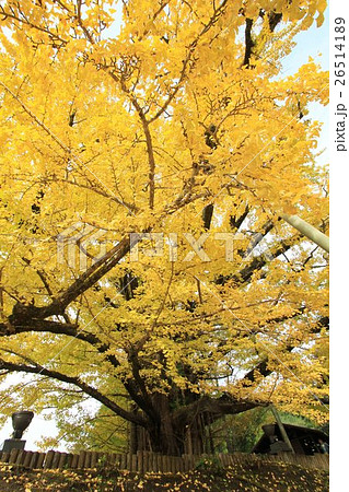 国の天然記念物「下城の大イチョウ」 26514189