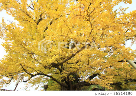 国の天然記念物「下城の大イチョウ」 26514190