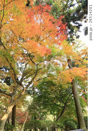 大興善寺の紅葉 26514201