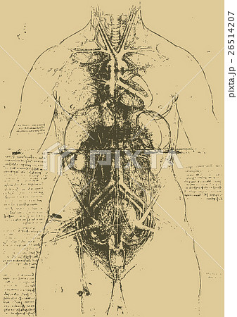 人体解剖図イラスト 26514207