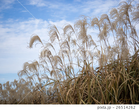 秋の草花 26514262