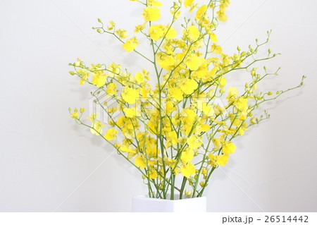 蘭＊オンシジューム 26514442