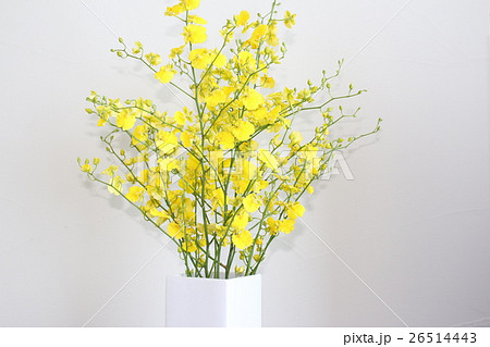 蘭＊オンシジューム 26514443