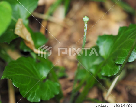 閉鎖花の秋型センボンヤリ 26514730