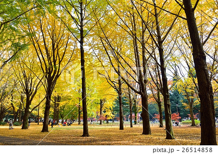 秋の代々木公園 26514858