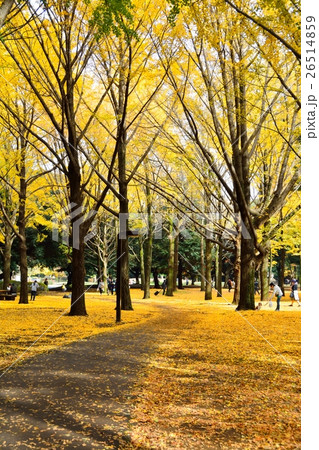 秋の代々木公園 26514859