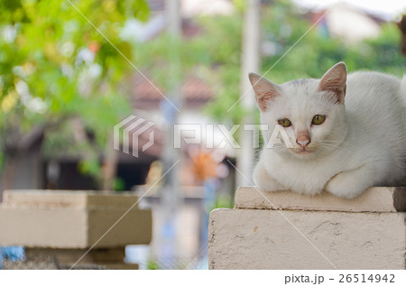 Cat lying on a pole and old dry tree 26514942