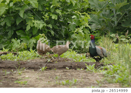 きじの番い きじの番い 26514999