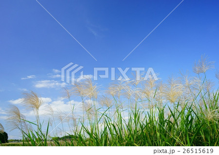 青空に揺れる 26515619