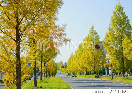 色づき始めたメタセコイアの並木道路1 色づき始めたメタセコイアの並木道路1 26515620