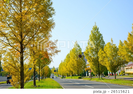 色づき始めたメタセコイアの並木道路２ 26515621