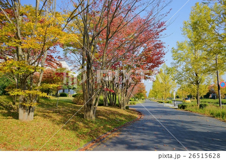 秋の歩道 26515628