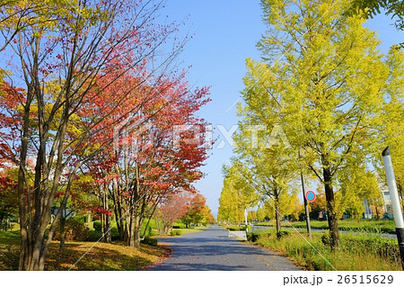 秋・紅葉の歩道 26515629