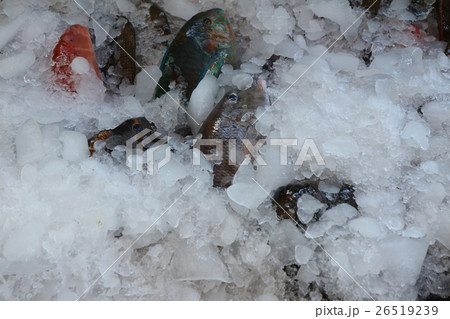 魚 魚類 サカナ 26519239