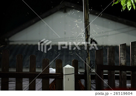 During the rainy season many insects that swarm  26519604