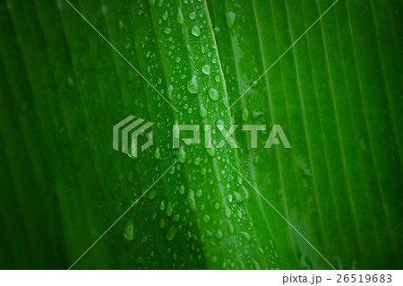 Water droplets on  banana leaf  26519683