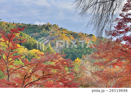 正暦寺高台からの紅葉 正暦寺高台からの紅葉 26519696