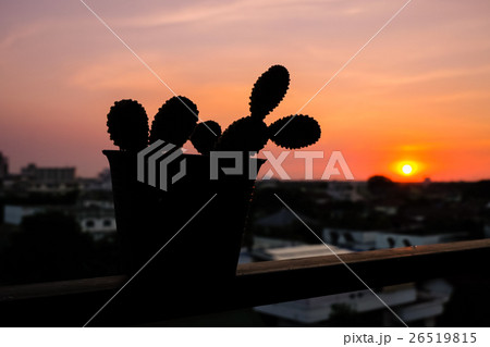 Silhouette of Opuntia microdasys in pot Silhouette of Opuntia microdasys in pot 26519815
