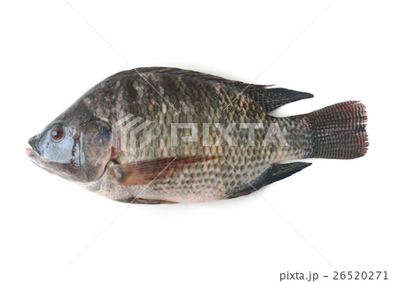 tilapia fish 26520271