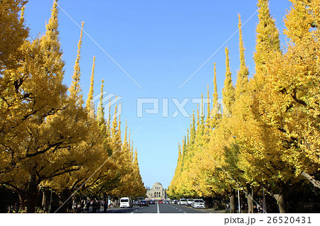 神宮外苑の銀杏並木 26520431