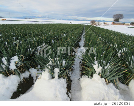 雪のネギ畑 26520855
