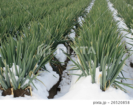 雪のネギ畑 雪のネギ畑 26520858