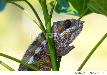 panther chameleon (Furcifer pardalis) 26520983