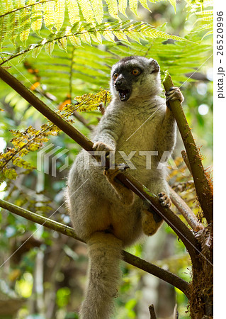 Common brown lemur in top of tree Common brown lemur in top of tree 26520996