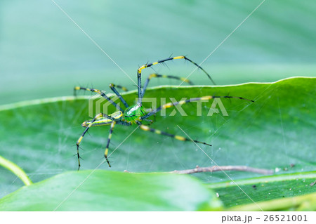 green lynx spider Peucetia madagascariensis 26521001