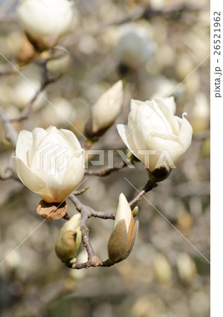 白木蓮（ハクモクレン） 26521962