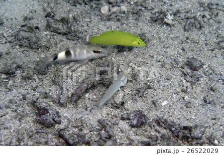 黄色 イエロー 黄色い 26522029